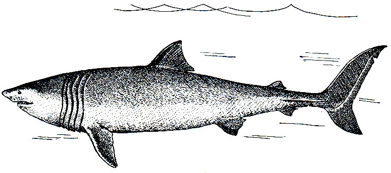 Рис. 21. Гигантская акула (Cetorhinus maximus)