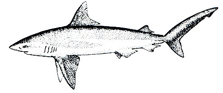 Рис. 22. Серая акула (Carcharhinus milberti)