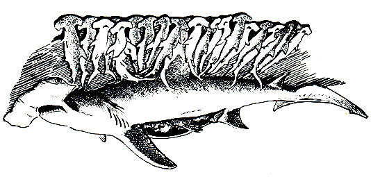 Рис. 25. Акула-молот с 22 эмбрионами