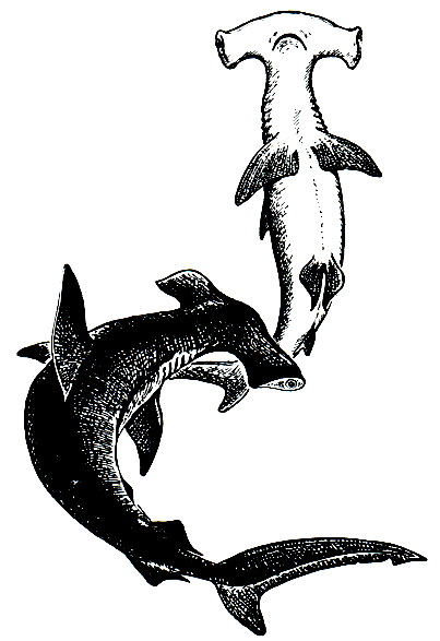 Рис. 24. Гигантская акула-молот (Sphyrna zygaena)