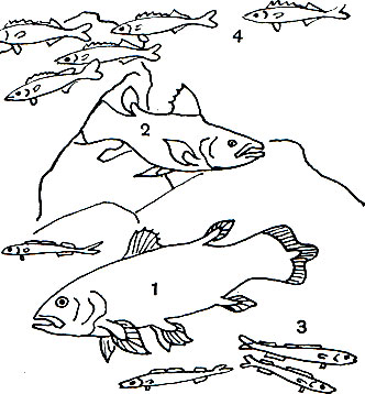 Таблица 3. 1-2 - латимерия (Latimeria chalumnae); 3 и 4 - алет (Tetragonurus cuvieri) и рувета (Ruvettus pretiosus) - полуглубоководные рыбы, могущие встретиться вместе с латимерией