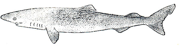 Рис. 26. Полярная акула(Somniosus microcephalus)
