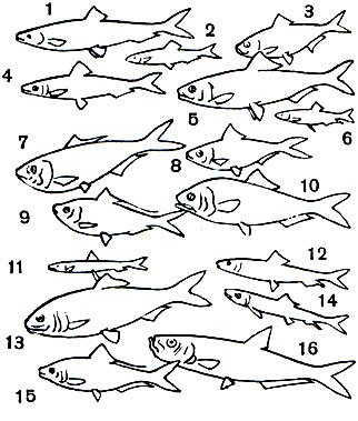 Таблица 5. Сельдевые: 1 - атлантическая сельдь (Clupea harengus); 2 - шпрот (Sprattus sprattus); 3 - пузанок (Alosa caspia); 4	 - сардина-пильчард, или европейская сардина (Sardina pilchardus); 5 - черноспинка (Alosa kessleri kessleri); 6 - каспийская килька (Clupeonella delicatula); 7 - менхэден (Brevoortia tyrannus); 8 - полосатая сардинка (Harengula humeralis); 9	- мачуэла (Opisthonema oglinum); 10 - шэд (Alosa sapidissima); 11 - полосатая селедочка-кибинаго (Spratelloides gracilis); 12 - дальневосточная сардина (Sardinops sagax melanosticta); 13 - гильза (Hilsa reevesii); 14 - сельдь-круглобрюшка (Etrumeus teres); 15 - коносир (Konosirus punctatus); 16	- илиша восточная (Ilisha elongata)