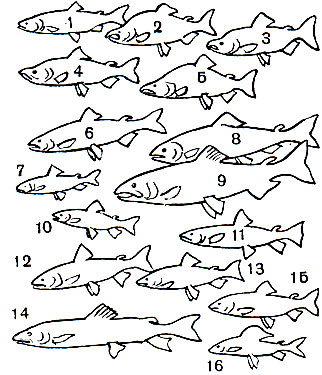 Таблица 6. Лососевые: 1 - горбуша серебрянка, самка (Oncorhynchus gorbuscha); 2 - горбуша, самец в брачном наряде; 3 - кижуч (О. kisutsch), самец в брачном наряде; 4 - кета (О. keta), самец в брачном наряде; 5	- красная, или нерка (О. nerka), самец в брачном наряде; 6 - радужная форель (Salmo irideus); 7 и 10 - ручьевая форель (S. trutta m. Fario); 8 - семга, или благородный лосось (S. salar), самка; 9 - семга, самец в брачном наряде; 11	- кумжа (S. trutta); 12 - палия (Salvelinus lepechini); 13 - арктический голец (Salvelinus salvelinus); 14 - таймень (Hucho taimen); 15 - ленок (Brachymystax lenok); 16 - хариус обыкновенный (Thymallus thymallus)