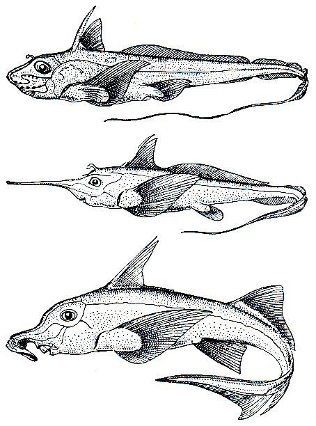 Рис. 29. Слитночерепные (сверху вниз): европейская химера (Chimaera monstrosa); носатая химера (Rhinochimaera atlantica); каллоринх (Callorhinchus callorhinchus)