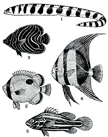 Рис. 33. Типы окраски рыб коралловых рифов: 1 - мурена (Gymnothorax petelli); 2 - голакант (Ноlacanthus semicirculatus); 3 - щетинозуб (Chaetodon unimaculatus); 4 - платане (Platax orbicularis); 5 - граммист (Grammistes sexlineatus)