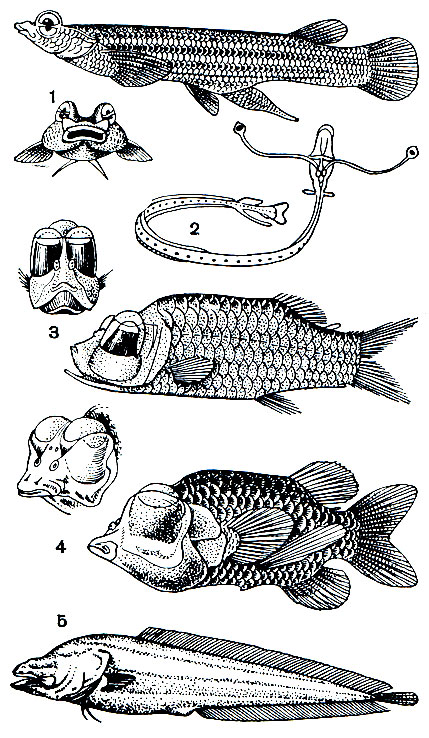 Рис. 37. Глаза у представителей различных групп рыб: 1 - четырехглазка (Anableps tetraphthalmus); 2 - личинка глубоководной рыбы идиаканта (Idiacanthus fasciola); 3 - опистопрокт (Opistoproctus soleatus); 4 - макропинна (Macropinna microstoma); 5 - слепая пещерная рыба люцифуга (Lucifuga subterranea)