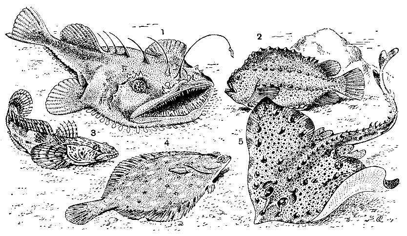 Рис. 38. Донные рыбы: 1 - морской черт (Lophius piscatorius); 2 - пинагор (Cyclopterus lumpus); 3 - бычок кнут (Neogobius batrachocephalus); 4 - камбала морская (Pleuronectes platessa); 5 - скат морская лисица (Raja clavata)