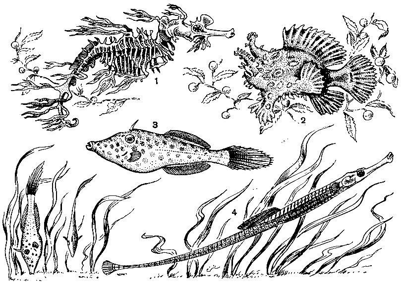Рис. 39. Рыбы зарослей: 1 - морской конек-тряпичник (Phyllopteryx eques); 2 - рыба-клоун (Histrio histrio); 3 - алютера (Aluthera scripta); 4 - морская игла (Syngnathus acus)
