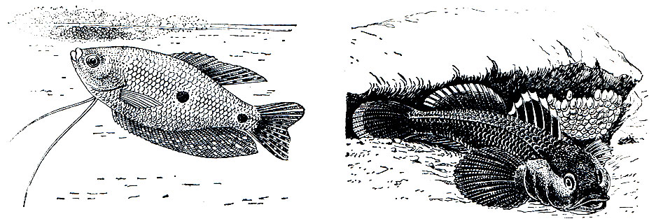 Рис. 40. Охрана икры рыбами: слева - гурами, справа - бычок-кругляк в норе