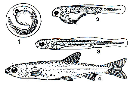 Рис. 42. Фазы развития рыбы (вобла): 1 - икринка; 2 - предличинка; 3 - личинка; 4 - малек