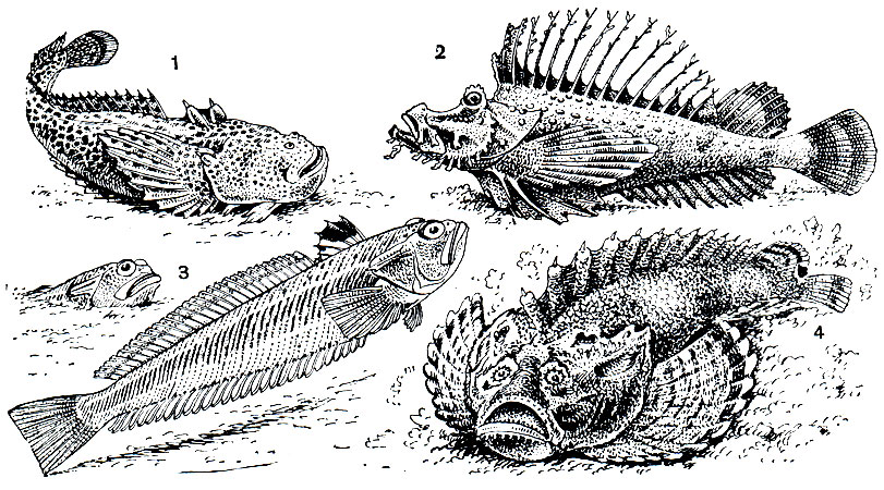 Рис. 44. Ядовитые рыбы: 1 - рыба-шаба талассофрина (Thalassophryne reticulata); 2 - японская скорпена (Inimicus japonicus); 3 - драконник (Trachinus draco); 4 - бородавчатка (Synanceia verrucosa)
