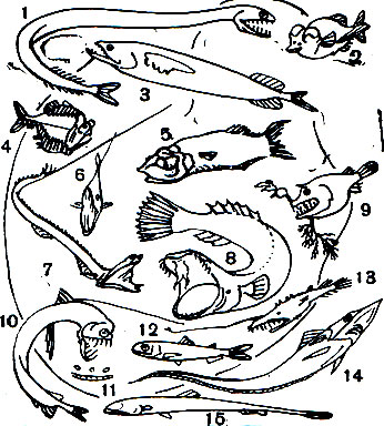 Таблица 7. Глубоководные рыбы: 1	- тактостома (Tactostoma macropus); 2 - макропинна (Macropinna microstoma); 3 - грамматостомия (Grammatostomias flagellibarba); 4 - топорик (Argyropelecus aculeatus); 5 - опистопрокт (Opisthoproctus soleatus); 6 - хаулиод (Chauliodus sloanei), вид спереди; 7 - палочкохвост (Stylophorus chordatus); 8 - галатеатаума (Galatheathauma axeli); 9 - линофрина (Linophryne arborifera); 10 - хаулиод (Chauliodus sloanei); 11 - долопихт (Dolopichthys sp.); 12 - диаф (Diaphus antellatus); 13 - лазиогнат (Lasiognathus saccostoma); 14	- полорыл (Coelorhynchus sp.); 15	- ипнопс (Ipnops sp)