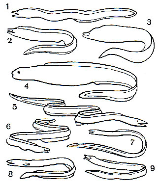 Таблица 8. Мурены и угри: 1 - средиземноморская мурена (Muraena helena); 2 - мурена Muraena retifera; 3	- мурена Gymnothorax berndti; 4 - обезьяний угорь, или сименхел (Simenchelys parasiticus); 5 - щукорылый угорь (Muraenesox ferox); 6 - острохвостый угорь Pisodonophis semicinctus; 7 - острохвостый угорь P. Cruentifer; 8	- острохвостый угорь офихт (Ophichthys ocellatus); 9	- острохвостый угорь мирихт (Myrichthys pantostigmus)