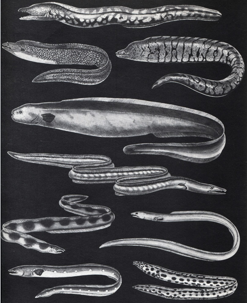 Таблица 8. Мурены и угри: 1 - средиземноморская мурена (Muraena helena); 2 - мурена Muraena retifera; 3	- мурена Gymnothorax berndti; 4 - обезьяний угорь, или сименхел (Simenchelys parasiticus); 5 - щукорылый угорь (Muraenesox ferox); 6 - острохвостый угорь Pisodonophis semicinctus; 7 - острохвостый угорь P. Cruentifer; 8	- острохвостый угорь офихт (Ophichthys ocellatus); 9	- острохвостый угорь мирихт (Myrichthys pantostigmus)