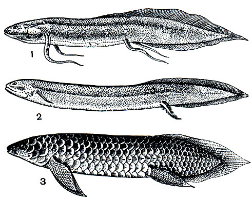 Рис. 46. Двоякодышащие рыбы: 1 - протоптер (Protopterus annectens); 2 - американский чешуйчатник (Lepidosiren paradoxa); 3 - рогозуб (Neoceratodus forsteri)