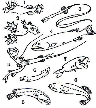 Таблица 9. Китовидкообразные: 1 - мирапинна (Mirapinna esau); 2 - касидорон (Kasidoron edom); 3 - лентохвост (Eutaeniophorus festivus); 4 - барбоурисия (Barbourisia rufa); 5 - гигантура (Gigantura chuni); 6 - витязиелла (Vitiaziella cubiceps); 7 - ронделетия (Rondeletia bicolor); 8 - дитропихт (Ditropichthys storeri); 9 - китовидна (Cetomimus cranei)