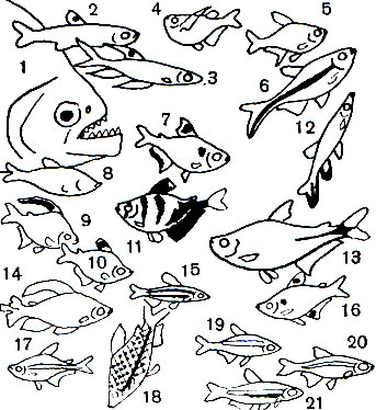 Таблица 11. Харациновые: 1 - пиранья (Serrasalmo niger); 2 - форелевая копеина (Copeina guttata); 3 - копеина Арнольда (С. Arnoldi); 4 - карнегиелла (Carnegiella strigata); 5 - пульхрипиннис (Hyphessobrycon pulchripinnus); 6 - обликва (Thayeria obliqua); 7 - серпа (Hyphessobrycon serpae); 8 - аноптихт (Anoptichthys jordani); 10 - орнатус (Hyphessobrycon ornatus); 11	- тернеция (Gymnocorymbus ternetzi); 12	- пецилобрикон (Poecilobrycon eques); 13	- тетрагоноптер (Hemigrammus caudovittatus); 14	- фенакограммус (Phenacogrammus interruptus); 15 - нанностом, или малорот (Nannostomus marginatum), 16 - пристелла (Pristella ridlei); 17 - эритрозонус (Hemigrammus erythrozonus); 18 - хилодус (Chilodus punctatus); 19 - красный неон (Hyphessobrycon cardinalis); 20 - неон (H. innesi); 21 - черный неон (Cheirodon herbertaxelrodi)