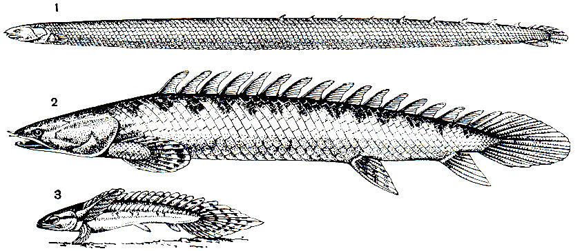 Рис. 53. Представители семейства Polypteridae: 1 - Calamoichthys calabaricus; 2 - взрослый Polypterus и 3 - его личинка