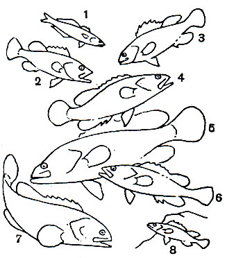 Таблица 12. Серрановые, луфаревые: 1 - луфарь (Pomatomus saltatrix); 2	- японский групер (Aulacocephalus temmincki); 3	- сотовый групер (Epinephelus merra); 4 - красный групер (Cephalopholis miniatus); 5 - групер-таувина (Epinephelus tauvina); 6	- полосатый групер (Е. Fasciatus); 7 - промикропс (Promicrops lanceolatus); 8 - каменный окунь (Serranus scriba)