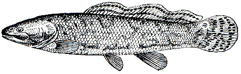Рис. 54. Ильная рыба (Amia calva)