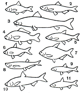 Таблица 14. Карповые: 1 - верхогляд (Erythroculter erythropterus); 2 - шемая (Chalcalburnus chalcoides); 3 - красноперка (Scardinius erythrophthalmus); 4	- черный амур (Mylopharyngodon piceus); 5 - язь (Leuciscus idus); 6 - пескарь обыкновенный (Gobio gobio); 7 - сазан (Cyprinus caspio); 8 - озерный гольян (Phoxinus percnurus); 9	- гольян обыкновенный (Phoxinus phoxinus); 10 - гольян обыкновенный в брачном наряде; 11 - монгольский краснопер (Erythroculter mongolicus); 12 - голый осман (Diptychus dybowskii); 13 - уклейка (Alburnus alburnus); 14 - желтощек (Elopichthys bambusa); 15	- дальневосточная красноперка (Leuciscus brandti) в брачном наряде