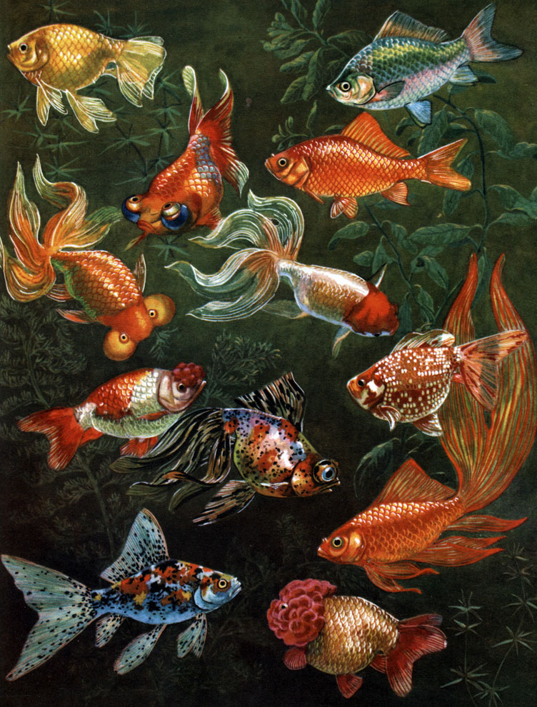 Таблица 15. Карповые: серебряный карась (Carassius auratus) и золотые рыбки: 1 - карась серебряный; 2 - золотая рыбка; 3 - яйцевидная золотая рыбка; 4 - небесное око; 5 - водяные глазки; 6 - красная шапочка; 7 - помпон; 8 - жемчужина; 9 - пестрый телескоп; 10 - шубункин; 11 - комета; 12 - львиноголовка