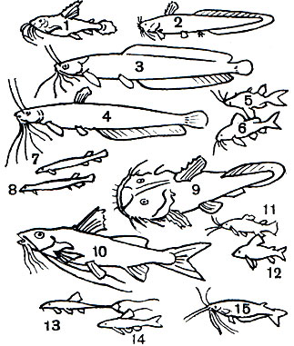 Таблица 17. Сомовые: 1 - броняк (Doras spinosissimus); 2 - угрехвостый сом (Plotosus anguillaris); 3	- клариевый сом (Clarias batrachus); 4 - мешкожаберный сом (Heteropneustes fossilis); 5 - чернобрюхий перистоусый сомик (Synodontis nigriventris); 6 - ангельский перистоусый сомик (S. angelicus); 7 - сомик-кандиру (Vandellia cirrhosa); 8 - сомик-пигидий (Pygidium sp.); 9 - сом хака (Chaca chaca); 10	- пимелод (Pimelodus clarias); 11 - каллихт (Callichthys callichthys); 12	- коридорас Шульца (Corydoras schultzei); 13 - малая лорикария (Loricaria parva); 14 - отоцинкл (Otocinclus maculipinnis); 15 - африканский стеклянный сомик (Phpailia pellucida)