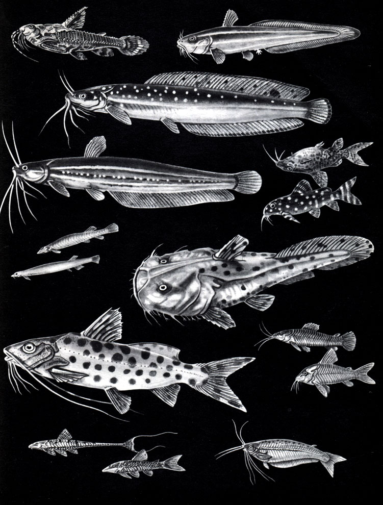 Таблица 17. Сомовые: 1 - броняк (Doras spinosissimus); 2 - угрехвостый сом (Plotosus anguillaris); 3 - клариевый сом (Clarias batrachus); 4 - мешкожаберный сом (Heteropneustes fossilis); 5 - чернобрюхий перистоусый сомик (Synodontis nigriventris); 6 - ангельский перистоусый сомик (S. angelicus); 7 - сомик-кандиру (Vandellia cirrhosa); 8 - сомик-пигидий (Pygidium sp.); 9 - сом хака (Chaca chaca); 10 - пимелод (Pimelodus clarias); 11 - каллихт (Callichthys callichthys); 12	- коридорас Шульца (Corydoras schultzei); 13 - малая лорикария (Loricaria parva); 14 - отоцинкл (Otocinclus maculipinnis); 15 - африканский стеклянный сомик (Phpailia pellucida)