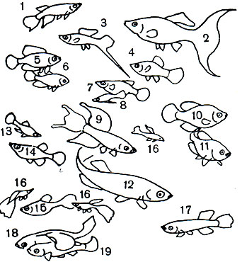 Таблица 18. Карпозубообразные: 1 - щучка Шапера (Epiplatys chaperi); 2 - моллинезия лира (Mollienesia lyra); 3 - меченосец (Xiphophorus helleri); 4 - гшатипецилия (X. maculatus); 5, 6 - цинолебия (Cynolebias nigripinnis), самец и самка; 7, 8 - гирардинус 'кауди' (Phalloceros caudomaculatus); 9 - афиосемион двухполосый (Aphyosemion bivittatum); 10, 11 - флоридка (Jordanella floridae), самец и самка; 12 - фундулус (Fundulus heteroclitus); 13, 14 - гамбузия (Gambusia affinis), самец и самка; 15, 16 - гуппи (Lebistes reticulatus), самка и самец; 17 - афиносемион Аля (Aphyosemion ahli); 18, 19 - нотобранх Гюнтера (Nothobranchius guentheri), самец и самка