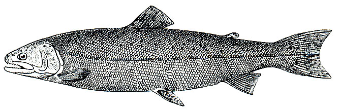 Рис. 73. Стальноголовый лосось (Salmo gairdneri)