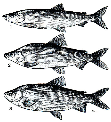 Рис. 76. Представители семейства лососевых: 1 - нельма (Stenodus leucichthys nelma); 2 - муксун (Coregonus muksun); 3 - чир, или щокур (Coregonus nasus)