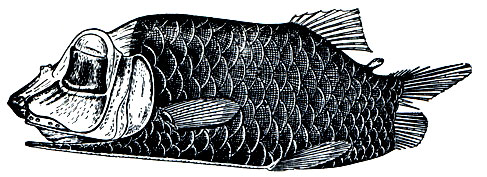 Рис. 83. Опистопрокт (Opisthoproctus soleatus)