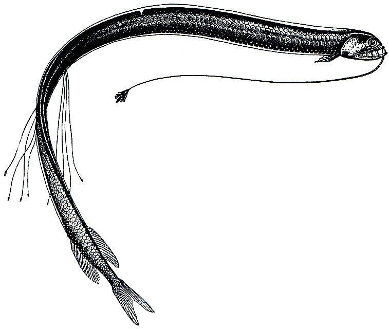Рис. 88. Макростомия (Macrostomias longibarbatus)