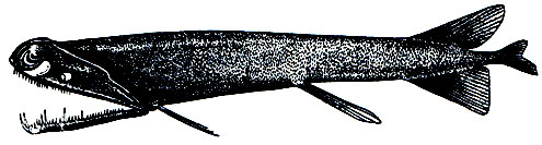 Рис. 91. Малакост (Malacosteus indicus)