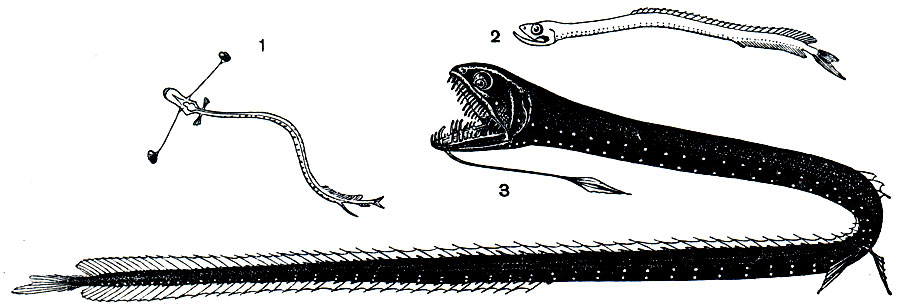 Рис. 92. Идиакант (Idiacanthus fasciola): 1 - личинка, 2 - самец, 3 - самка