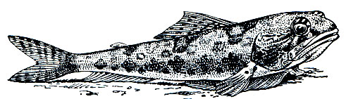 Рис. 94. Короткорылый ящероголов (Trachinocephalus myops)