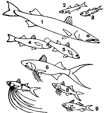 Таблица 24. Кефалеобразные и атерины: 1 - большая барракуда (Sphyraena barracuda); 2 - атерина черноморская (Atherina pontica); 3 - атерина-изо (Iso natalensis); 4 - лобан (Mugil cephalus); 5 - индийская кефаль (Ellochelon vaigiensis); 6 - пальцепер-дара (Polydactylus indicus); 7	- пятипалый пальцепер (Polynemus quinquarius); 8 - обыкновенный пальцепер (P. Plebeius); 9	- многопалый пальцепер (Galeoides polydactylus)