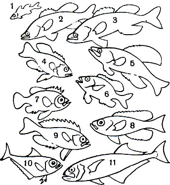 Таблица 25. Центрарховые, Каталуфовые, Пемферовые: 1, 2, 3 - форелеокунь (Micropterus salmoides); 4 - амблоплитес (Ambloplites rupestris); 5 - помоксис, или краппи (Pomoxis annularis); 6	 - солнечная рыба (Lepomis gibbosus); 7 - пристигенис (Pristigenys niphonia); 8 - каталуфа (Priacanthus arenatus); 9 - японский приакант (P. macracanthus); 10	- большеглаз атлантический (Pempheris schomburgki); 11 - лептобрама (Leptobrama milleri)