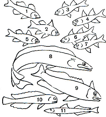 Таблица 26. Апогоновые, Каталуфовые, Силлаговые, Бланквиловые: 1 - апогонихт глазчатый (Apogonichtys ocellatus); 2 - круглотелый апогон, или сферамия (Sphaeramia orbicularis); 3 - мозамбикская архамия (Archamia mozambiquensis); 4 - темноперый апогон (Apogon nigripes); 5 - темнополосый апогон (A. semiurnatus); 6 - полосатый апогон (Cheilodipterus lineatus); 7 - пятилинейный апогон (Ch. quinquelineata); 8 - синий бланквил (Malacanthus latovittatus); 9 - хохлач (Lopholatilus chamaeleonticeps); 10 - японский амадай (Branchiostegus japonicus); 11 - белянка (Sillago parusquamis)