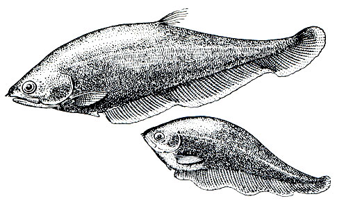 Рис. 111. Спиноперы: Вверху - нотоптер, или спинопер (Notopterus chitala); внизу - ксеномист, или южный спинопер (Xenomystus nigri)
