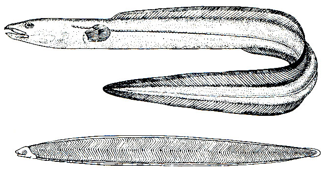 Рис. 116. Конгер (Conger conger) и его личинка - лептоцефал