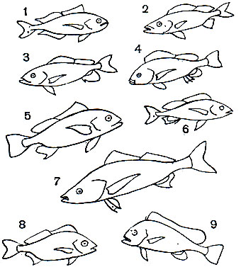 Таблица 29. Помадазиевые: 1	- отоперка (Brachydeuterus auritus); 2 - пристипома (Pomadasys incisus); 3 - темная парапристипома (Parapristipoma humile); 4 - средиземноморская парапристипома (Parapristipoma mediterraneum); 5 - ронка-хенигуано (Bathystoma aurolineatum); 6 - пятнистый ворчун (Pomadasys hasta); 7 - полосатый ворчун-ронциск (Rhonciscus striatus); 7 - ворчун (Pomadasys operculare); 8 - ворчун (P. Olivaceum); 9 - сладкогуб (Plectorhynchus pictus)
