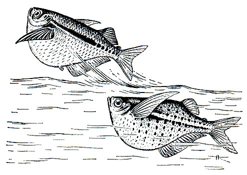 Рис. 118б. Летающая пресноводная рыбка клинобрюшка (Gasteropelecus)