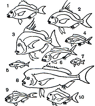 Таблица 30. Спаровые: 1 - скап (Stenotomus chrysops); 2 - длинноперый пагр (Pagrus ehrenbergi); 3 - спар-аргиропс (Argyrops spinifer); 4 - аурата, или дорада (Sparus aurata); 5 - большеглазый боопс (Boops boops); 6 - красный пагел (Pagellus erythrinus); 7 - ласкирь, или морской карась (Diplodus annularis); 8 - зубан лобастый (Dentsx filosus); 9 - зубан большеглазый (D. macrophthalmus); 10 - пагр обыкновенный (Pagrus pagrus)