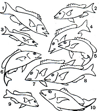 Таблица 31. Летриновые: 1 - большой летрин (Lethrinus chrysostomus); 2 - звездчатый летрин (L. Nebulosus); 3 - длиннорылый летрин (L. Miniatus); 4 - желтохвостый летрин (L. Mahsena); 5 - китайский летрин (L. Caeruleus); 6 - летрин-харак (L. Harak); 7 - летрин-лансер (L. Nematacanthus); 8 - летрин филиппинский (Lethrinus choerorhynchus); 9 - летрин бурый, квинслендский (L. fletus); 10 - сейшельский летрин (L. Sanguineus)