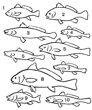 Таблица 33. Горбылевые: 1 - темный горбыль (Sciaena umbra); 2 - морской барабанщик (Pogonias chromis); 3 - малоротый капитан (Otolithes brachygnathus); 4 - желтый горбыль (Pseudosciaena сгосеа); 5 - волнистый горбыль (Micropogon undulatus); 6 - полосатый горбыль (Cynoscion striatus); 7 - серебристый горбыль (Otolithes argenteus); 8 - светлая умбрина, или светлый горбыль (Umbrina cirrosa); 9 - аргентинская умбрина (Umbrina canosai); 10 - красный горбыль (Otolithes ruber)