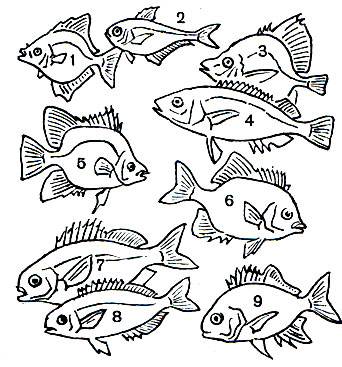 Таблица 34. Вепревые, Большеглазые, Гирелловые и др.: 1 - рыба-ласточка (Monodactylus argenteus); 2 - большеглаз (Pempheris oualensis); 3 - кабан-рыба (Histiopterus typus); 4 - пентацер (Pentaceros richardsoni); 5 - аргус (Scatophagus argus); 6 - полосатый оплегнат, или ножезуб (Oplegnatus fasciatus); 7 - зебровая гирелла (Melambaphes zebra); 8 - пятнистая гирелла (Girella punctata); 9 - корацин (Coracinus multifasciatus)