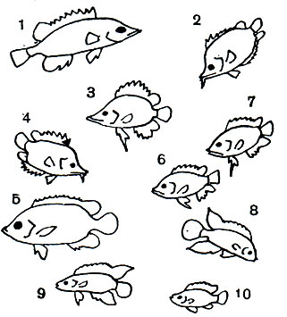Таблица 35. Нандовые: 1 - нандер (Nandus nandus); 2, 4 - южноамериканская рыба-лист (Monocirrhus polyacanthus); 3 - африканский многоколючник (Polycentropsis abbreviata); 5 - пристолепис (Pristolepis fasciata); 6, 7 - американский многоколючник (Polycentrus schomburgki); 8, 9, 10 - бадис (Badis badis), 8, 9 - самцы, 10 - самка