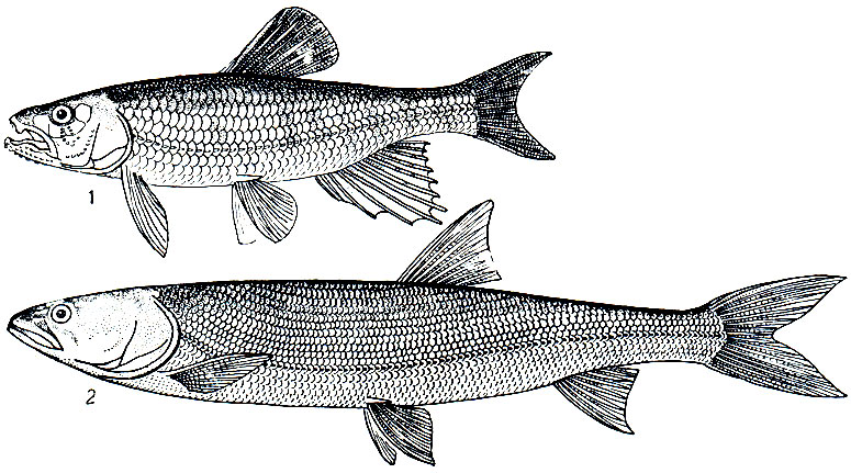 Рис. 124. Карповые: 1 - троегуб (Opsariichthys uncirostris); 2 - желтощек (Elopichthys bambusa)